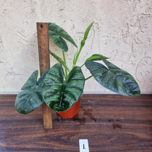 Load image into Gallery viewer, #1 Alocasia Sinuata