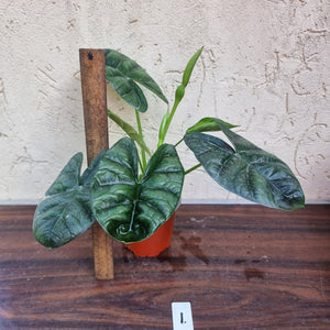 #1 Alocasia Sinuata