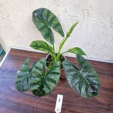 Load image into Gallery viewer, #1 Alocasia Sinuata