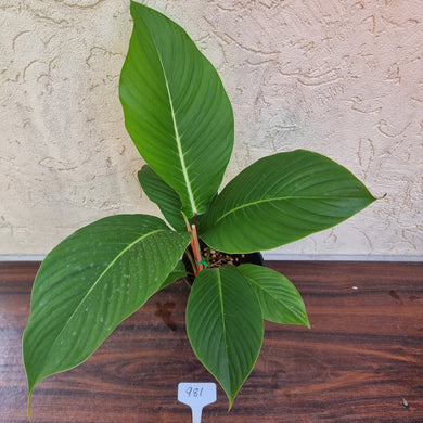 #981 Philodendron Geniculatum