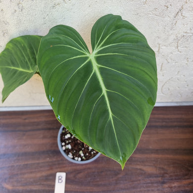 #B Philodendron Gloriosum