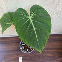 Load image into Gallery viewer, #B Philodendron Gloriosum
