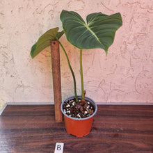 Load image into Gallery viewer, #B Philodendron Gloriosum
