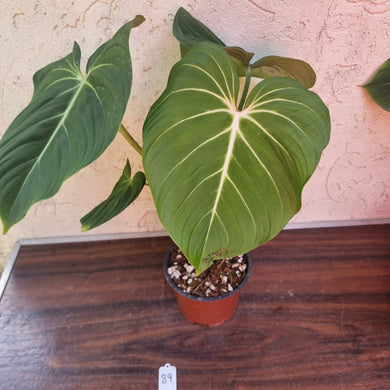 #89 Philodendron Gloriosum