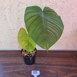 #22 Philodendron Tenue x Plowmanii