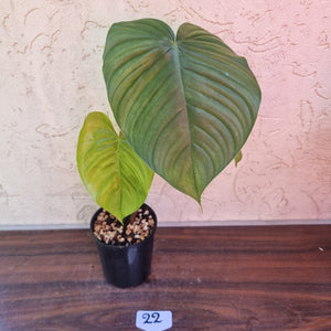 #22 Philodendron Tenue x Plowmanii