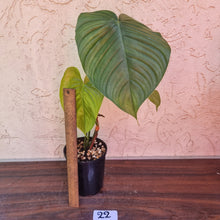 Load image into Gallery viewer, #22 Philodendron Tenue x Plowmanii