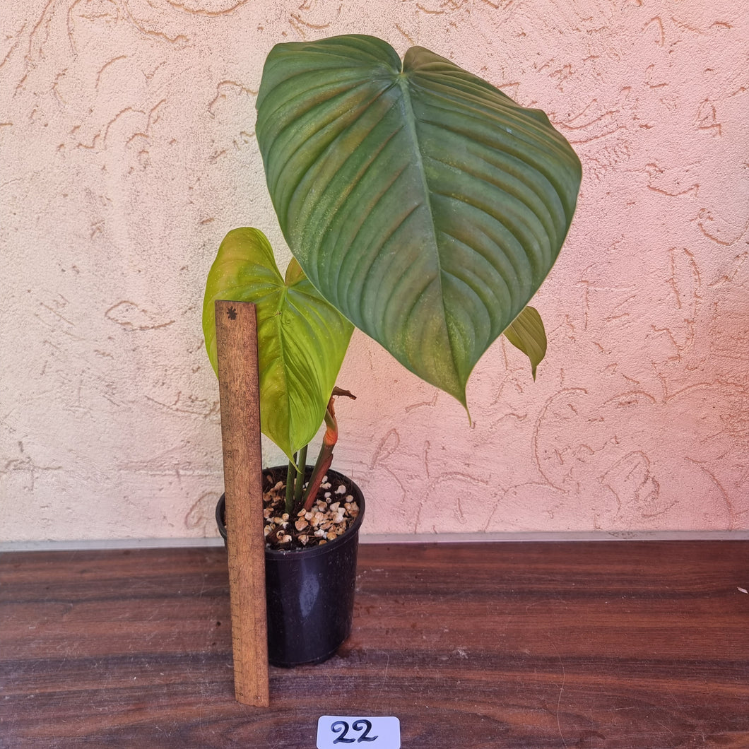 #22 Philodendron Tenue x Plowmanii