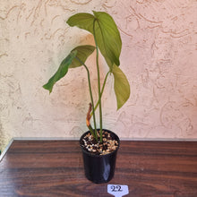 Load image into Gallery viewer, #22 Philodendron Tenue x Plowmanii