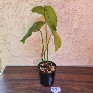 #22 Philodendron Tenue x Plowmanii