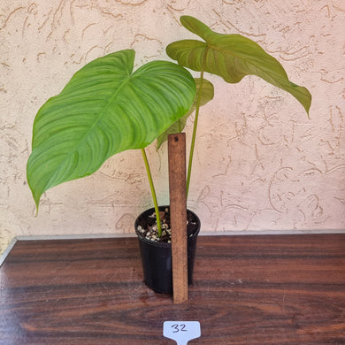 #32 Philodendron Tenue x Plowmanii