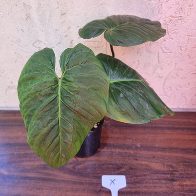 #X Philodendron Majestic