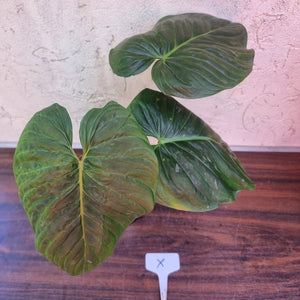 #X Philodendron Majestic