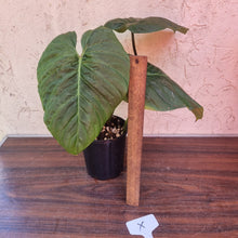 Load image into Gallery viewer, #X Philodendron Majestic
