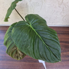 Load image into Gallery viewer, #X Philodendron Majestic
