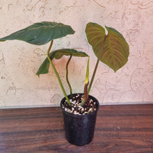 Load image into Gallery viewer, #X Philodendron Majestic