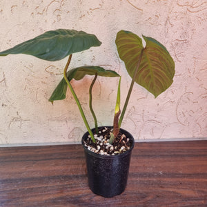 #X Philodendron Majestic