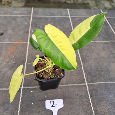 #2 Variegated Philodendron Burle Marx