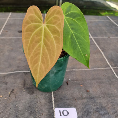 #10 Anthurium NOID