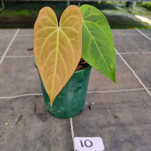 #10 Anthurium NOID