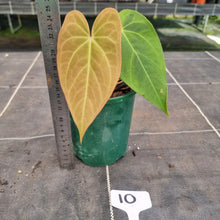 Load image into Gallery viewer, #10 Anthurium NOID
