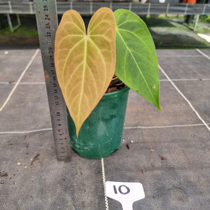 #10 Anthurium NOID