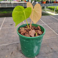 Load image into Gallery viewer, #10 Anthurium NOID