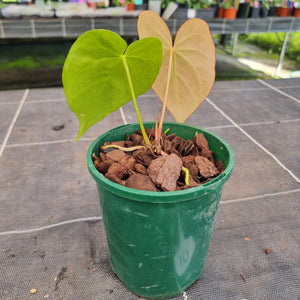 #10 Anthurium NOID