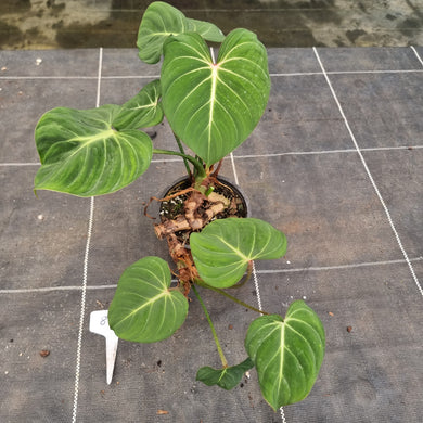 #898 Philodendron Gloriosum