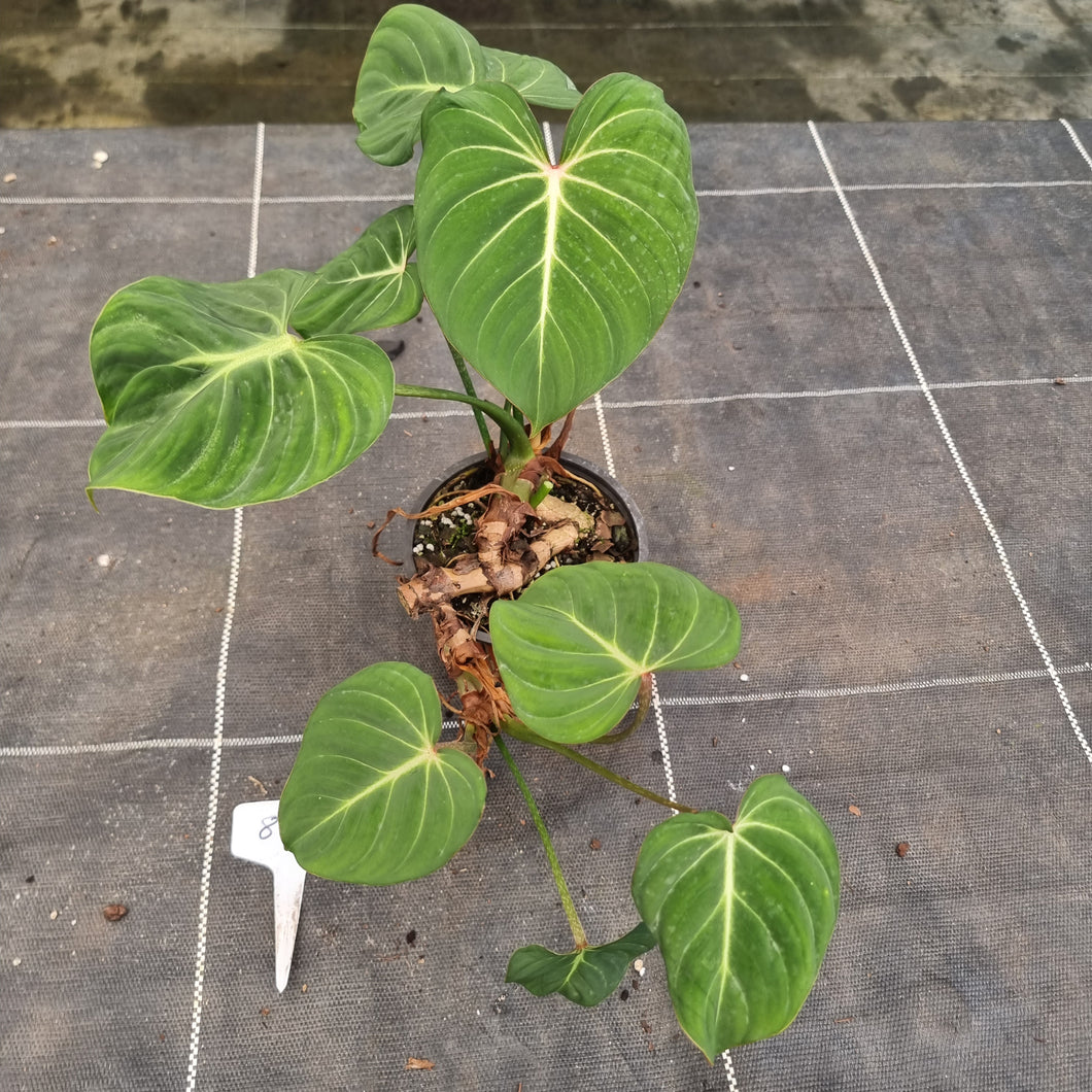 #898 Philodendron Gloriosum