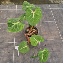 Load image into Gallery viewer, #898 Philodendron Gloriosum