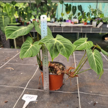 Load image into Gallery viewer, #898 Philodendron Gloriosum