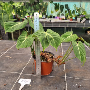 #898 Philodendron Gloriosum