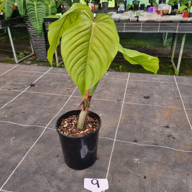 #9 Philodendron Tenue x Plowmanii