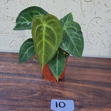 Load image into Gallery viewer, #10 Anthurium &#39;Dark Night&#39;