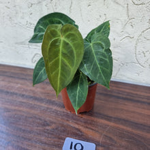 Load image into Gallery viewer, #10 Anthurium &#39;Dark Night&#39;
