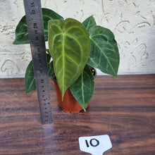 Load image into Gallery viewer, #10 Anthurium &#39;Dark Night&#39;