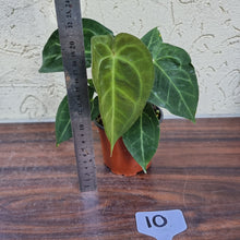 Load image into Gallery viewer, #10 Anthurium &#39;Dark Night&#39;
