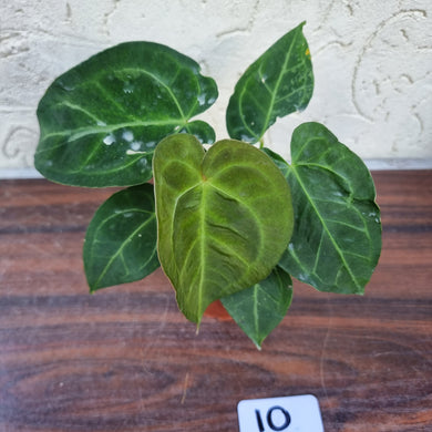 #10 Anthurium 'Dark Night'
