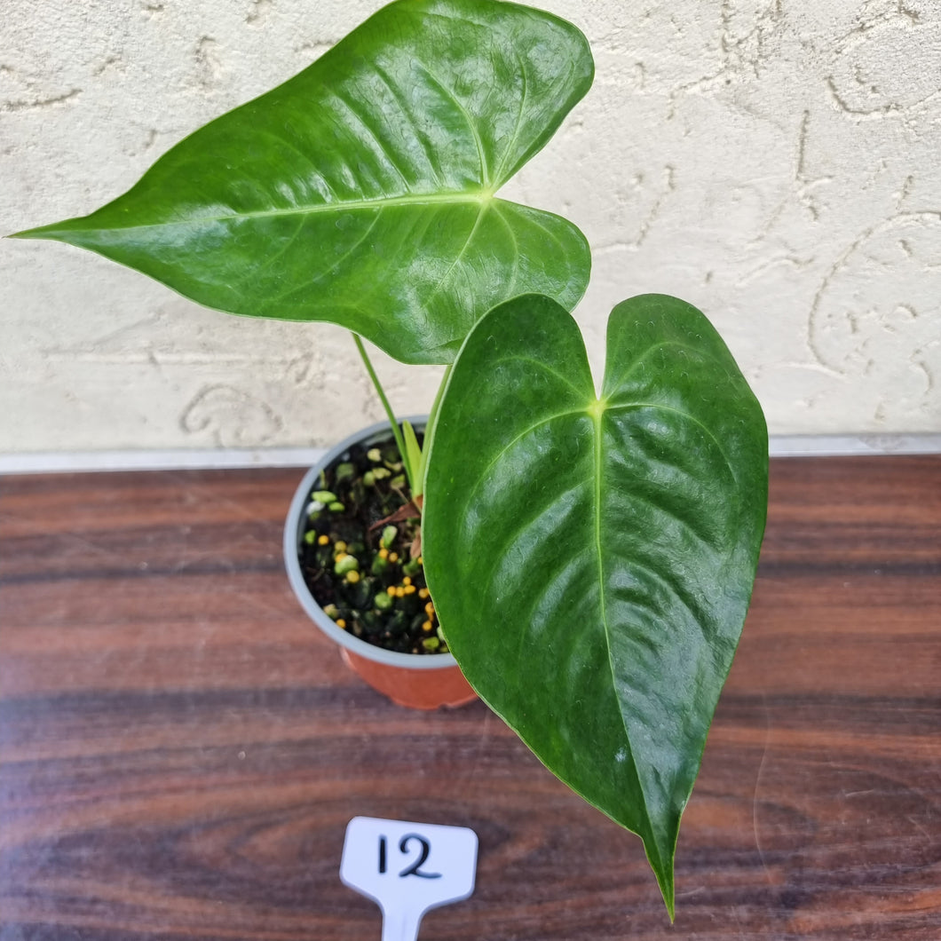 #12 Anthurium Veitchii hybrid