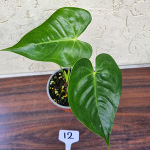 #12 Anthurium Veitchii hybrid