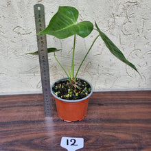 Load image into Gallery viewer, #12 Anthurium Veitchii hybrid