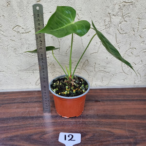 #12 Anthurium Veitchii hybrid