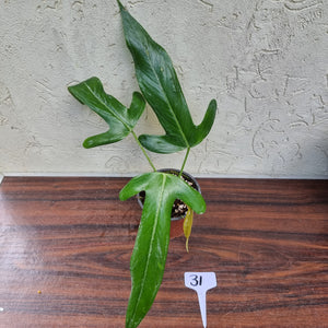 #31 Anthurium Truncicola