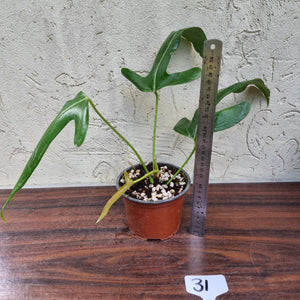 #31 Anthurium Truncicola