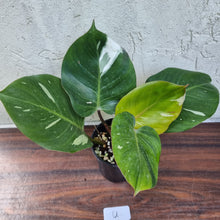 Load image into Gallery viewer, #U Philodendron White Knight