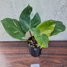 Load image into Gallery viewer, #U Philodendron White Knight