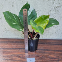 Load image into Gallery viewer, #U Philodendron White Knight