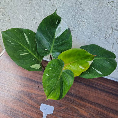 #U Philodendron White Knight