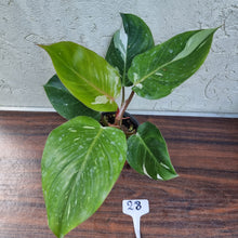 Load image into Gallery viewer, #28 Philodendron White Knight